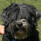 darcy_portret.gif(20 kb)